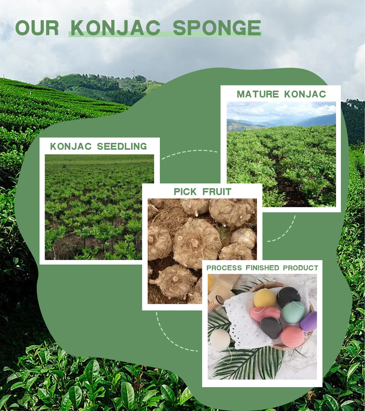mais recente caso da empresa sobre As esponjas Konjac são derivadas do tubérculo da planta Konjac